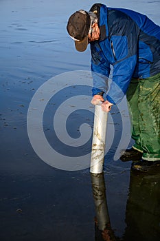 Senior man using clam gun to dig razor clams at the beach, Ocean Shores, Washington State, USA