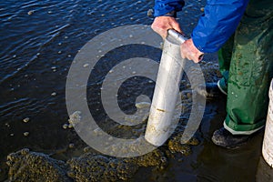 Senior man using clam gun to dig razor clams in the surf, Ocean Shores, Washington State, USA