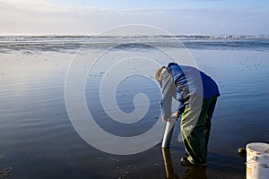 Senior man using clam gun to dig razor clams in the surf, Ocean Shores, Washington State, USA