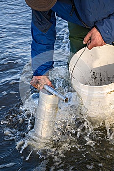 Senior man using clam gun to dig razor clams in the surf, Ocean Shores, Washington State, USA