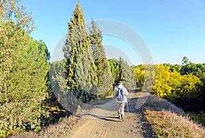 Senior man walking through field, Andalusia, Spain