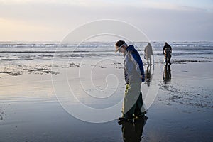 Senior man walking in the surf looking for razor clams, Ocean Shores, Washington State, USA