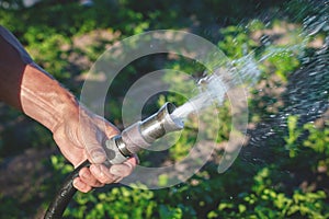 Senior man watering a garden and garden beds. Watering plants from garden hose. Pours green vegetation, sprays water. Side view.