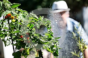 Senior man watering plants with a hose