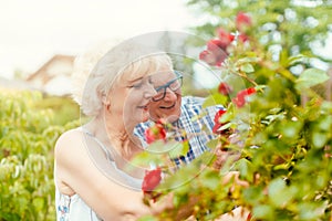 Senior man and woman cutting the garden roses in front of their house