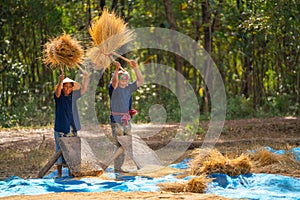 Senior man and woman work together with local tools to get rice grain and use traditional method for working in concept of Asian