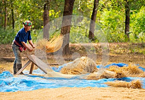 Senior man work with local tools to get rice grain and use traditional method for working in concept of Asian famer lifestyle and