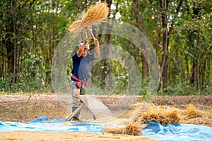 Senior man work with local tools to get rice grain and use traditional method for working in concept of Asian famer lifestyle and