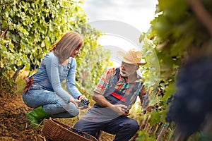 Senior man in work suit and straw hat working with young woman in vineyard