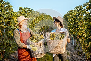 Senior man with young woman with grapes on the vineyard