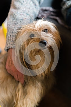 Senior mans hand wrapped around long haired pedigree dog. Blond domestic dog next to elderly man at home indoors, human friend