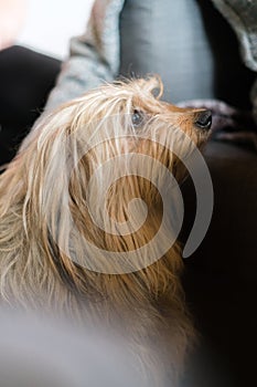 Senior mans hand wrapped around long haired pedigree dog. Blond domestic dog next to elderly man at home indoors, human friend