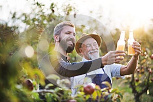 A senior man with adult son holding bottles with cider in apple orchard in autumn.