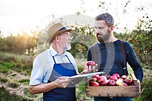 A senior man with adult son picking apples in orchard in autumn.