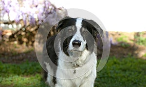 Senior mini australian shepherd dog stands on grassy dirt