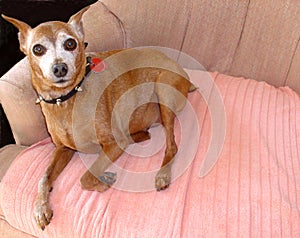 Senior Miniature Pinscher