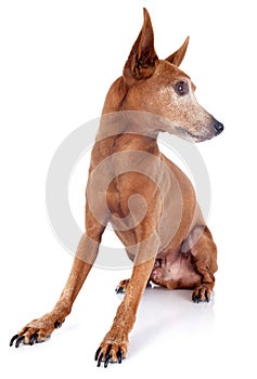 Senior miniature pinscher