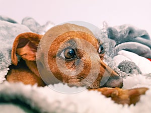 Senior miniature pinscher (min pin) laying on a grey blanket