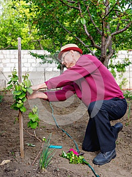 Senior old man eldery caring for grape bush in his garden