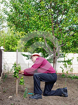 Senior old man eldery caring for grape bush in his garden