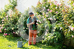 Senior old man in garden cutting roses flowers. Gardener grandfather with spring bloom.