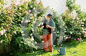 Senior old man in garden cutting roses flowers. Gardener grandfather with spring bloom.
