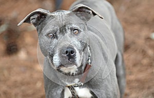 Senior older female Blue Gray Pit Bull Terrier mix breed dog outside on a leash