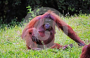 Senior orangutang in Borneo