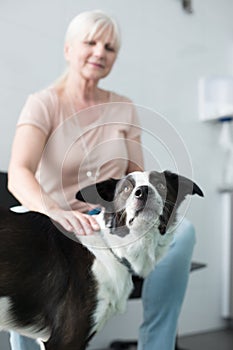 Senior owner stroking dog at clinic