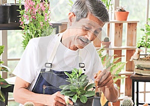 Senior people lifestyle and gardening concept. Active  Asian elderly male gardener sitting at table with houseplants and gardening
