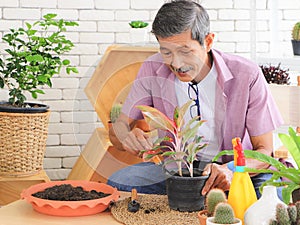 Senior people lifestyle and gardening concept. Active  Asian elderly male gardener sitting at table with houseplants and gardening