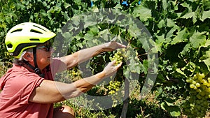 Senior people, retired woman  with gray hair and yellow helmet touching bunches of grapes. Active person, healthy lifestyle. Green