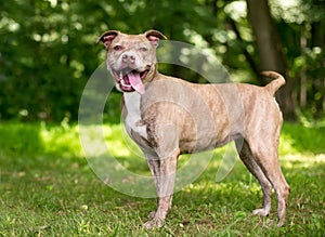 A senior Pit Bull Terrier mixed breed dog smiling