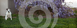 Senior pitbull dog sitting on grass by wisteria vines