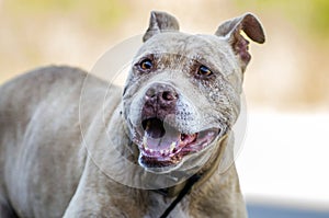 Senior Pitbull Terrier dog portrait