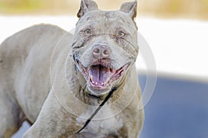 Senior Pitbull Terrier dog portrait