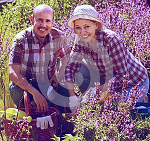 Senior positive couple engaged in gardening