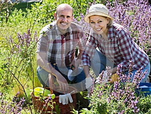 Senior positive couple engaged in gardening