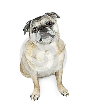 Senior Pug Breed Dog Sitting Looking Forward