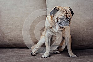 Senior pug dog