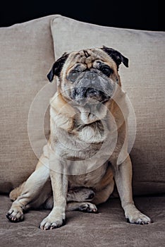 Senior pug dog