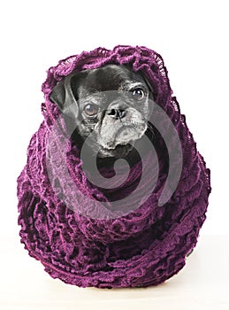 Senior Pug in warm scarf