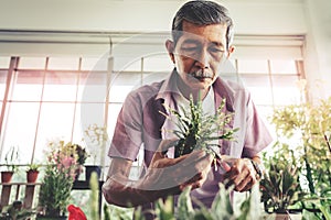 Senior asian male is trimming little plant in his home grasshouse indoor garden for happy elder lifestyle concept. closed