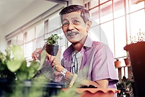 Senior retired male is trimming little plant in his home grasshouse indoor garden for happy elder lifestyle concept