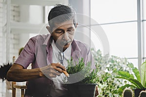 Senior retired man planting inside his home green house