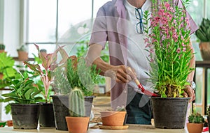 Senior retired man planting inside his home for happy retirement relaxing lifestyle
