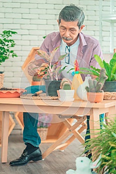 Senior retired man planting inside his home for happy retirement relaxing lifestyle