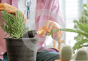 Senior retired man planting inside his home for happy retirement relaxing lifestyle