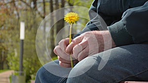 Senior retired old man holding small yellow flower sitting on the bench crying