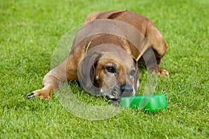 Senior Rhodesian Ridgeback Male